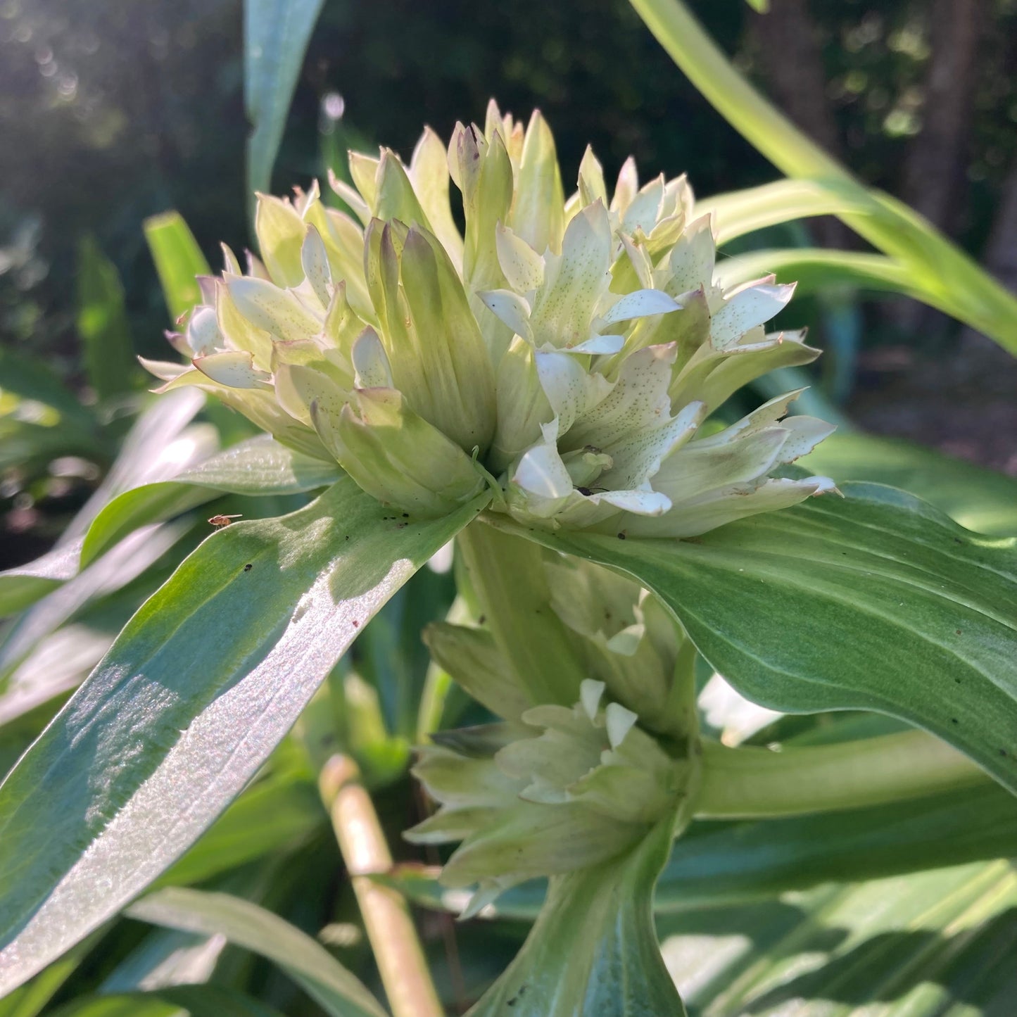 Gentian, Tibetan (Gentiana tibetica)