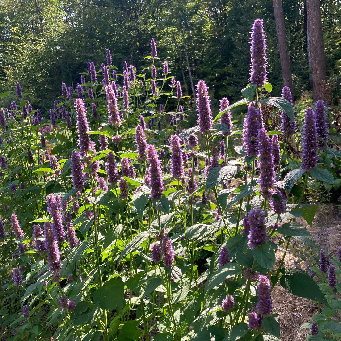 Mint, Korean aka. Huo Xiang (Agastache rugosa)