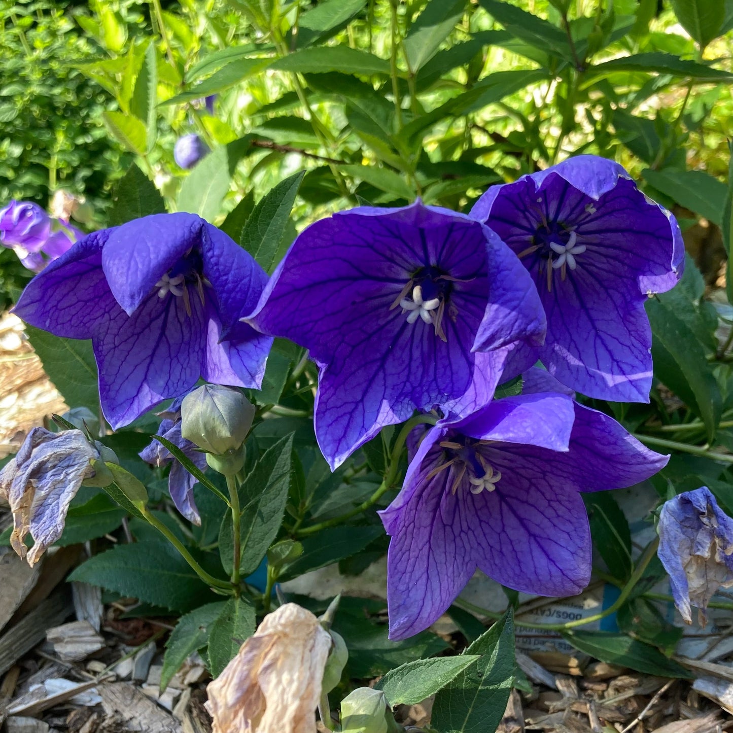 Balloon Flower (Platycodon grandiflorus)