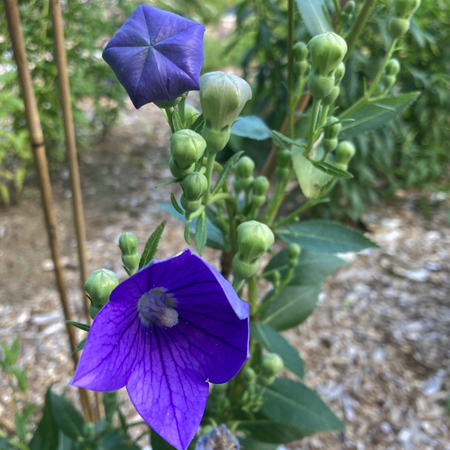 Balloon Flower (Platycodon grandiflorus)