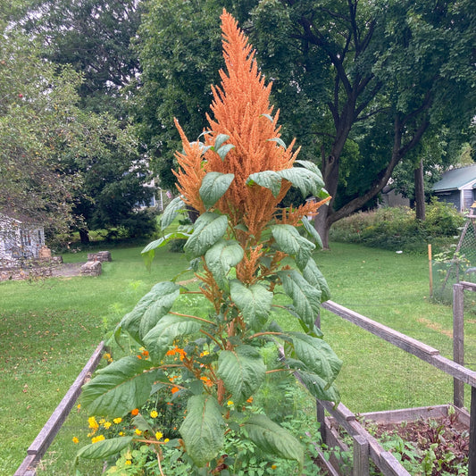 Amaranth, Copperhead (Amaranthus cruentus)