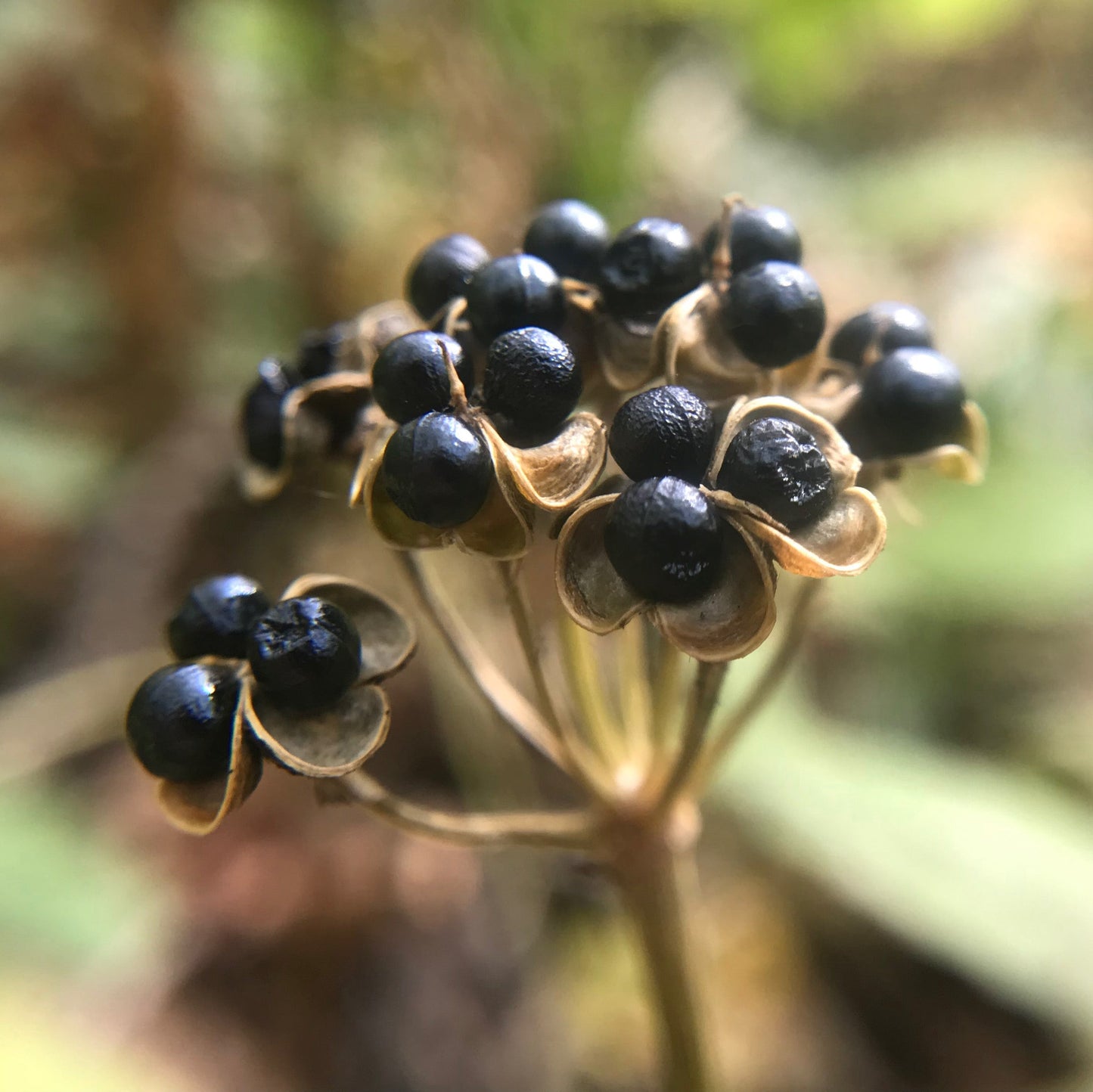 Ramp aka. Wild Leeks (Allium tricoccum)