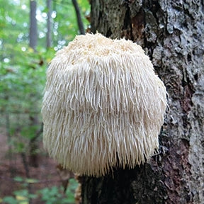 LIONS MANE MUSHROOM CULTURE — 10mL