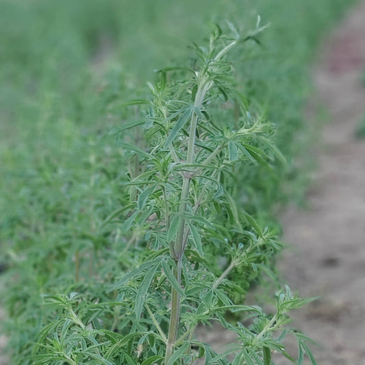 Catnip, Japanese aka. jing jie (Nepeta tenuifolia)