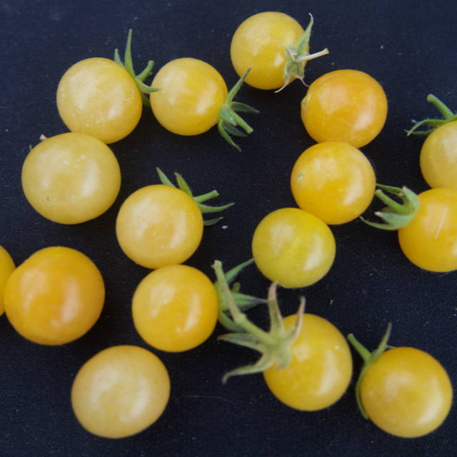 Coyote Tomato