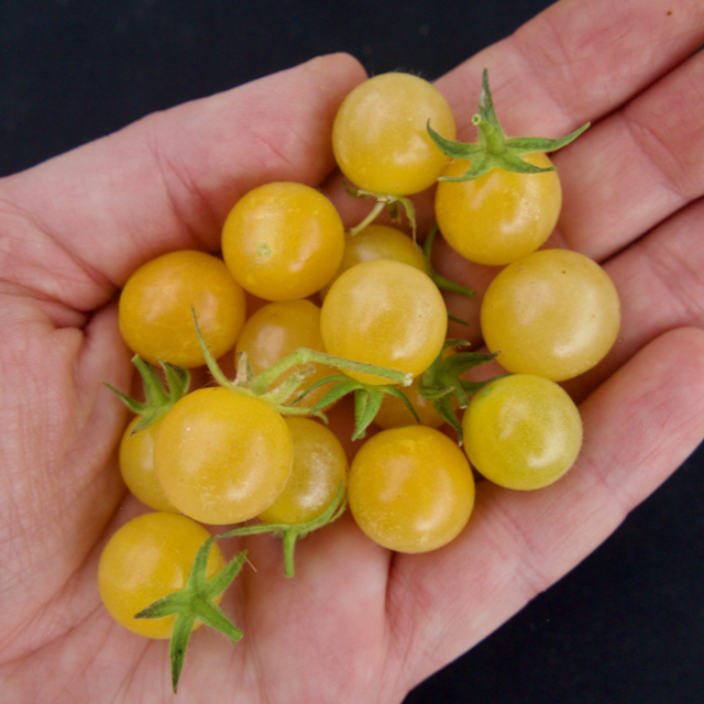 Coyote Tomato