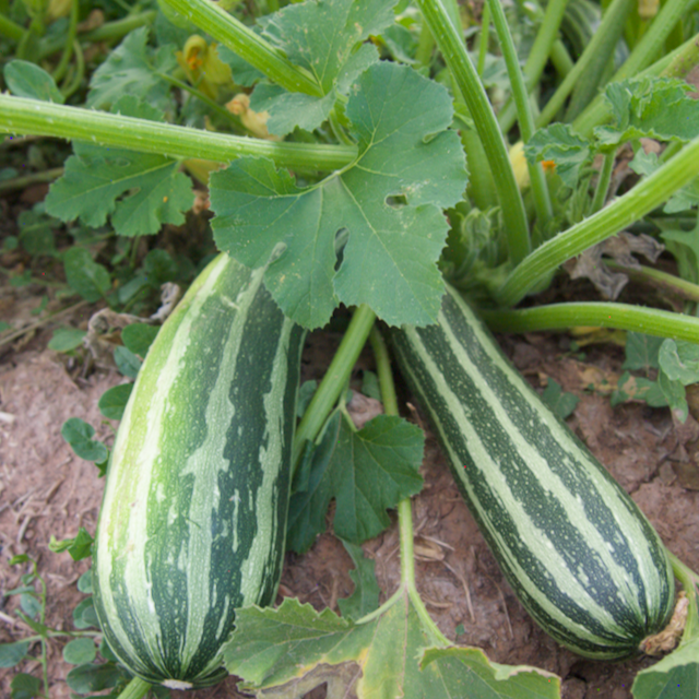 Coco Zelle Zucchini