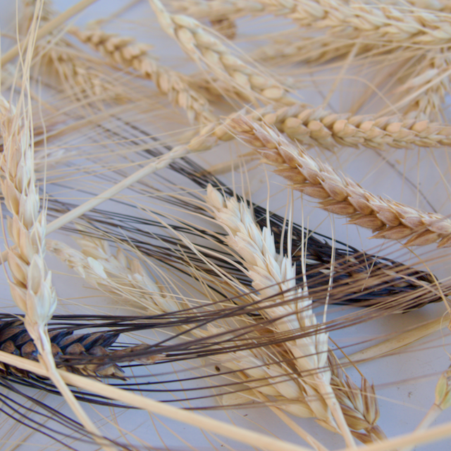 Heritage Grains Mix (Wheat, Barley & Rye)