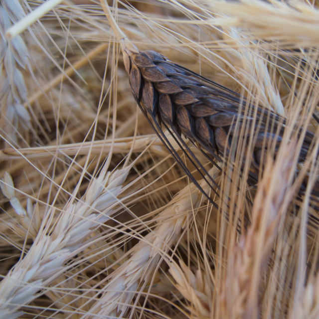 Heritage Grains Mix (Wheat, Barley & Rye)