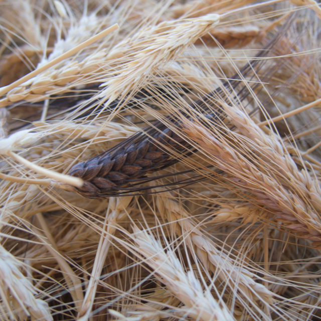 Heritage Grains Mix (Wheat, Barley & Rye)