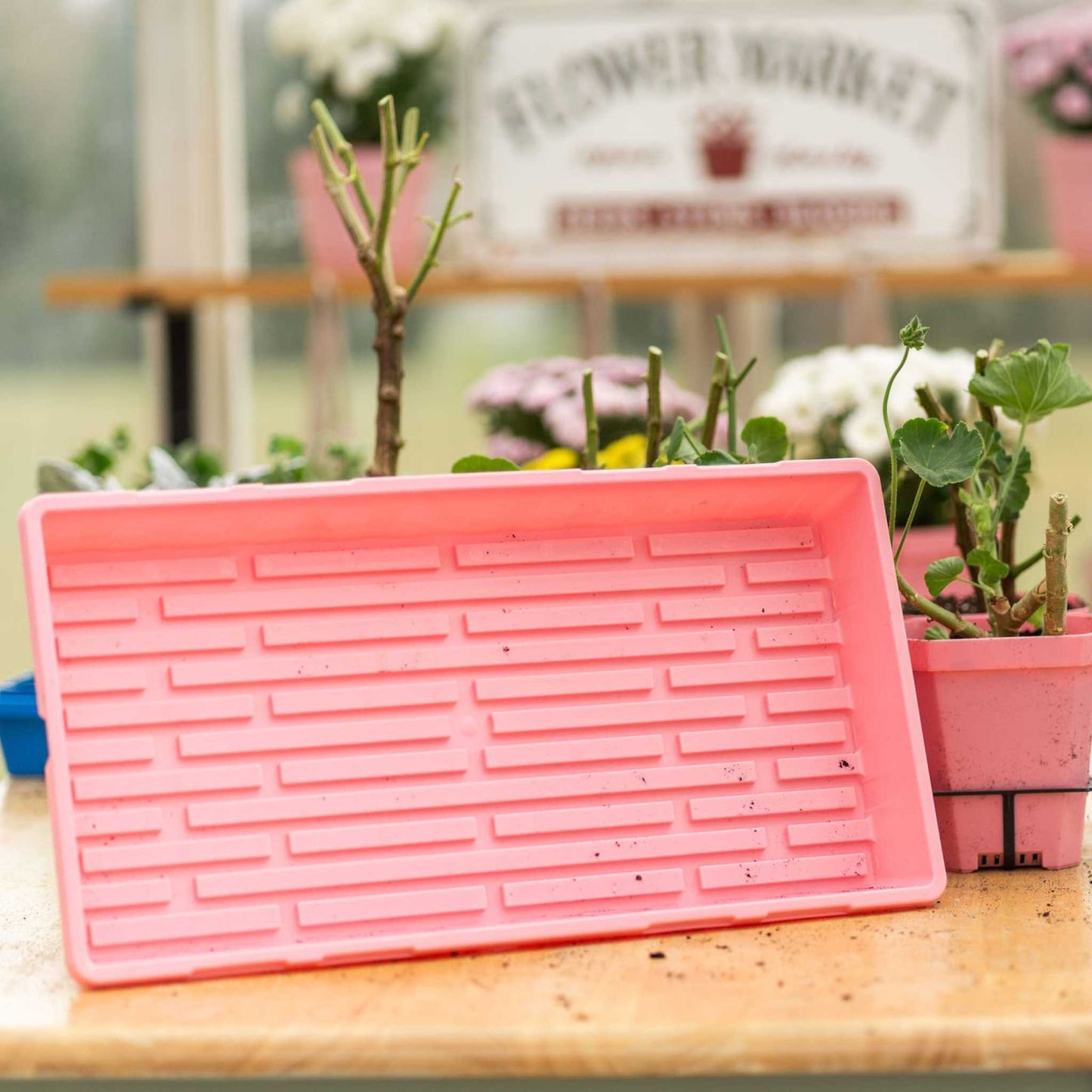 1020 Seed Starting Trays — Colored