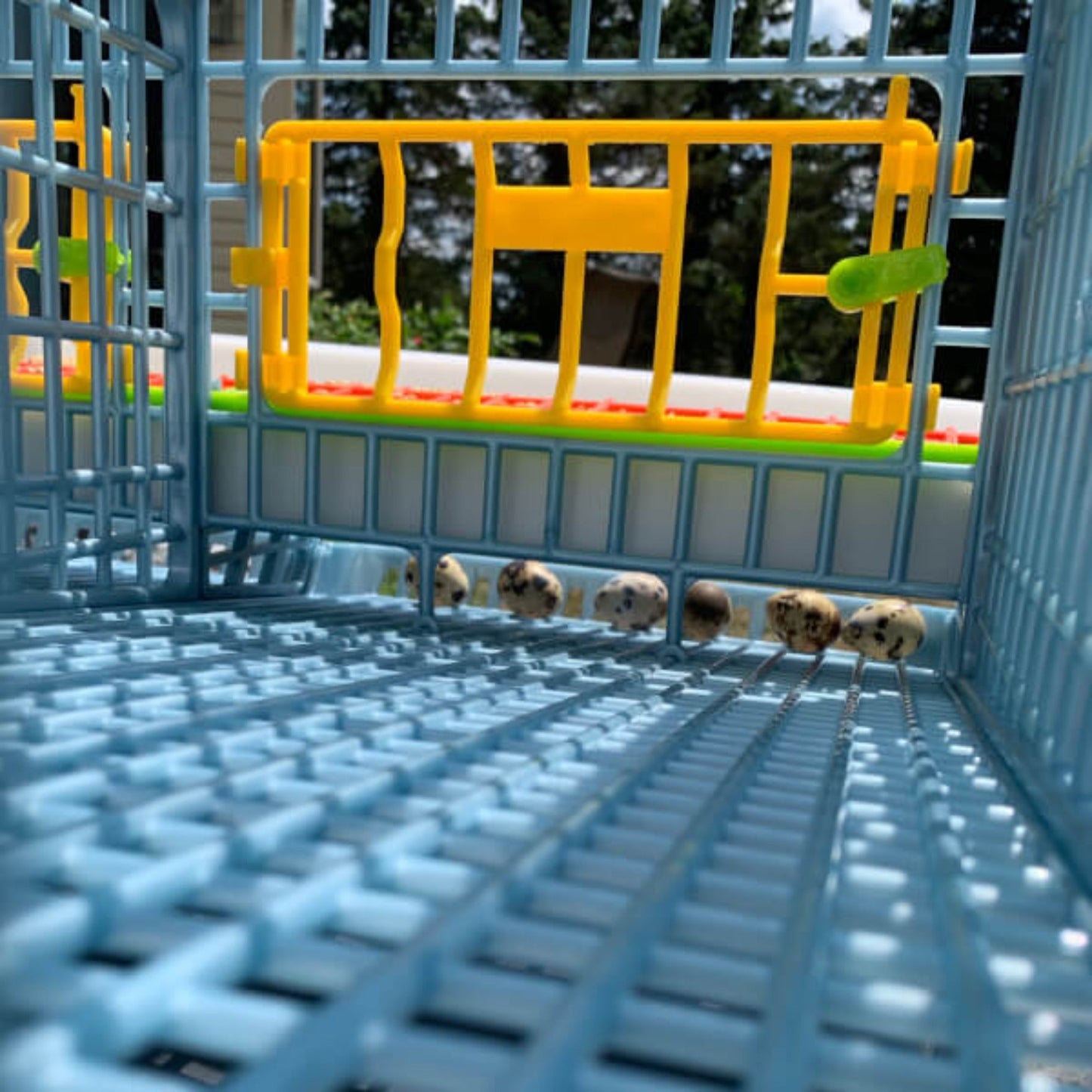 Quail Cage - 1 Layer