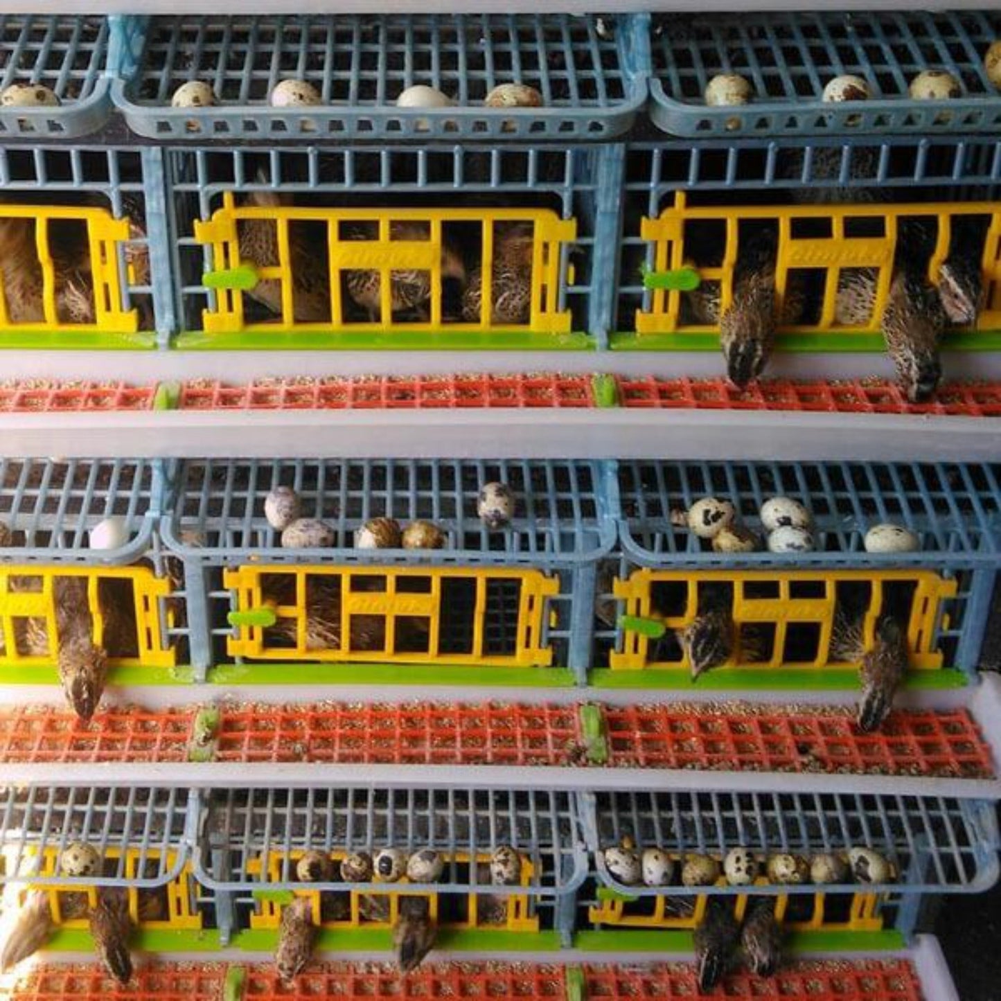 Quail Cage - 5 Layer