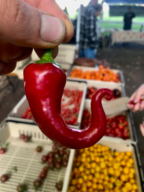 San Felipe Pepper