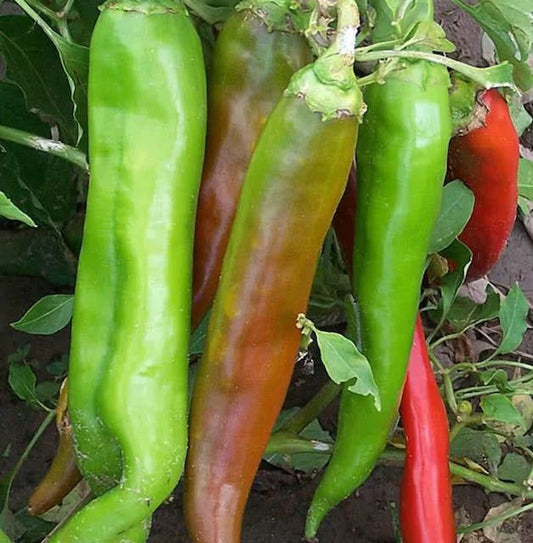 Big Jim Pepper