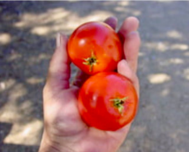 Cold Set Tomato