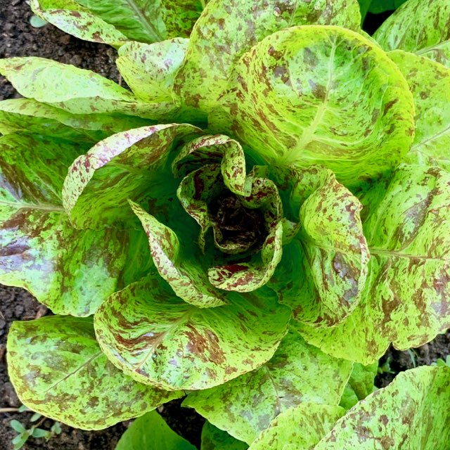 Spotty Troutback Lettuce