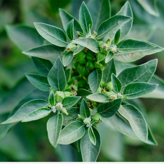 Ashwaganda