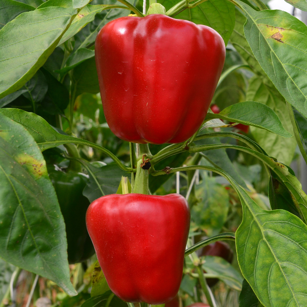 California Wonder Bell Pepper