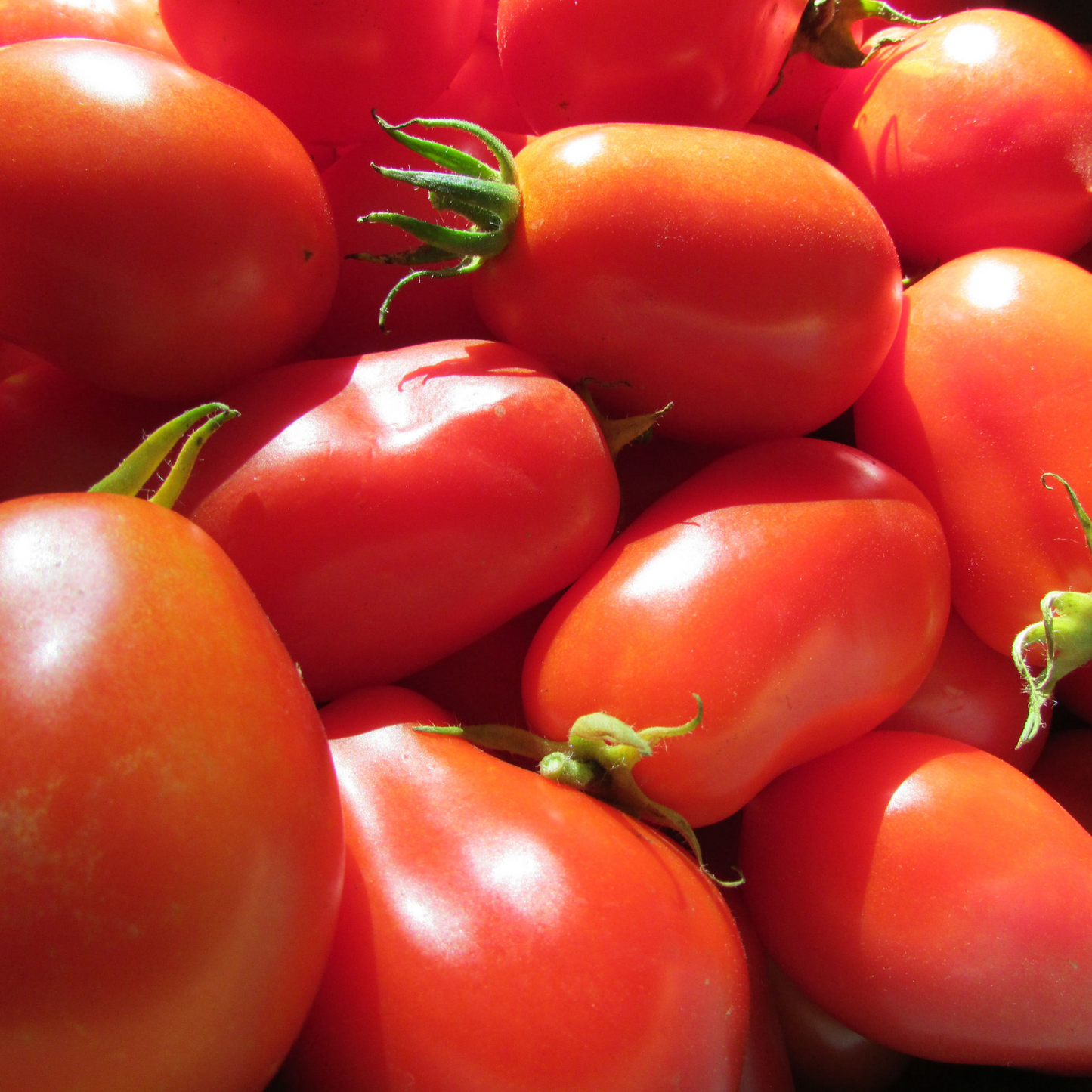 Small Seed CSA Share - 25 Varieties Curated for Your Area!