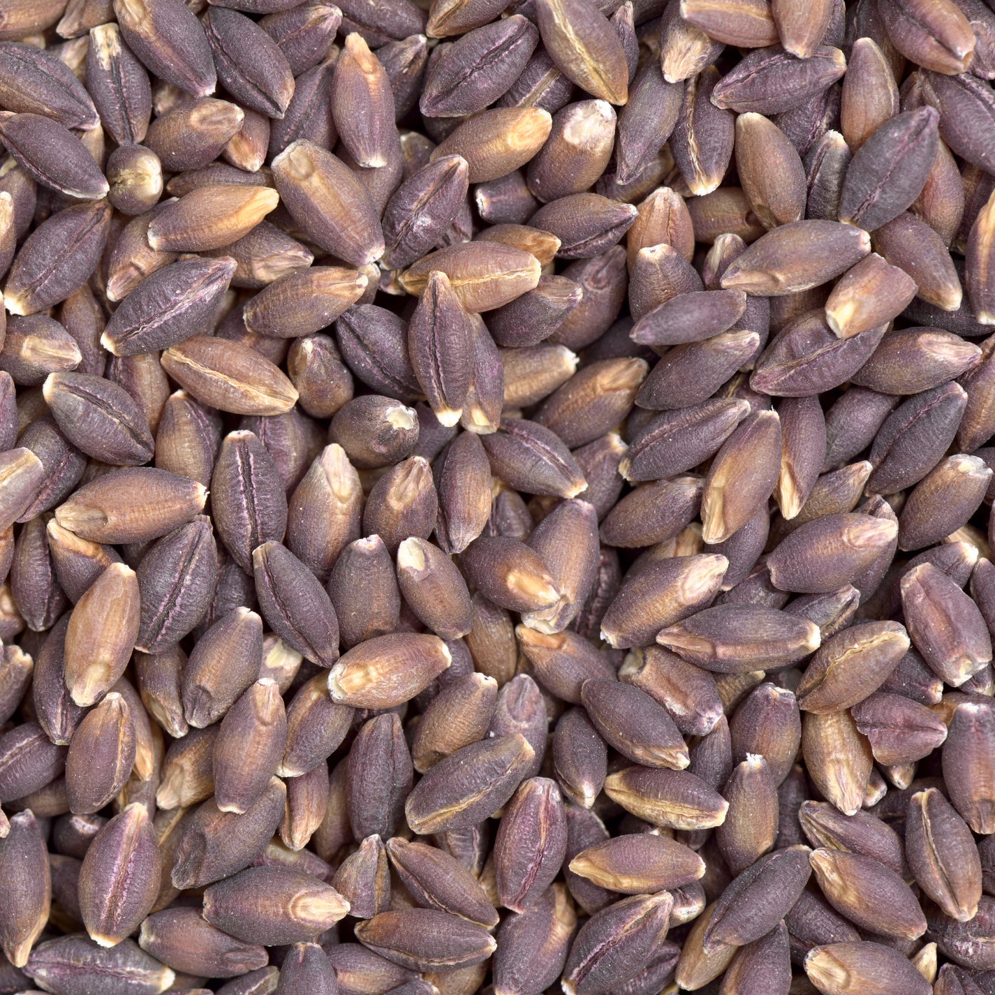 Tibetan Purple Barley