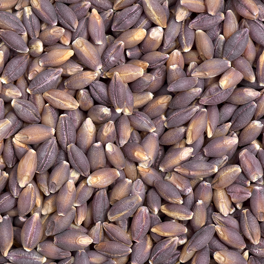 Tibetan Purple Barley