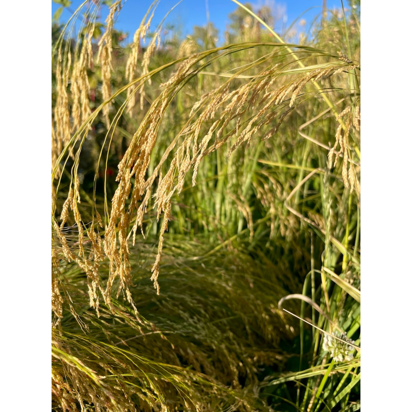 Ivory Teff