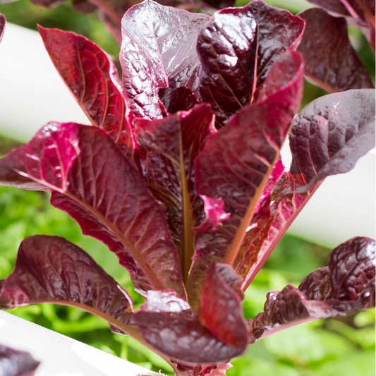 Outredgeous Lettuce