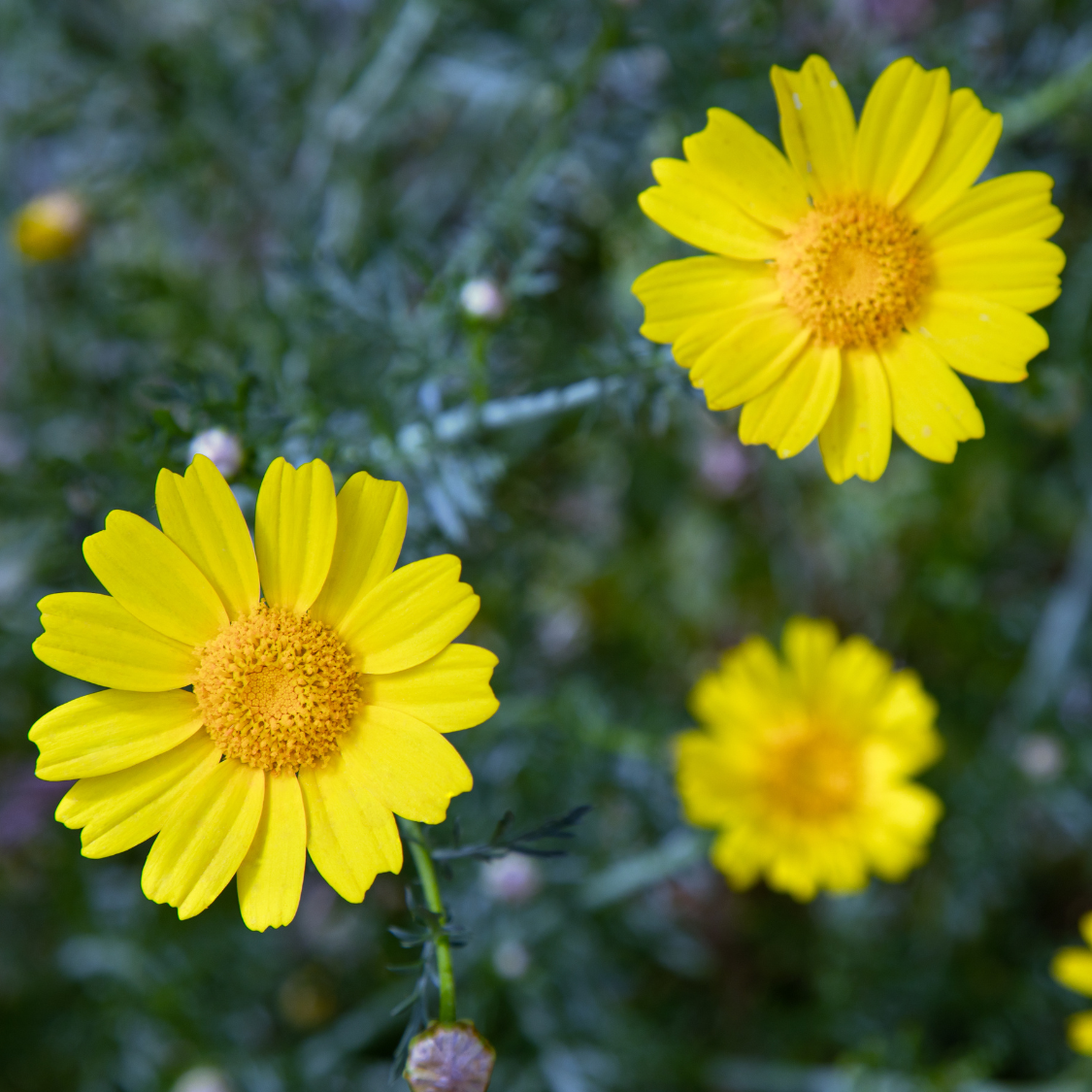 Dyer's Chamomile