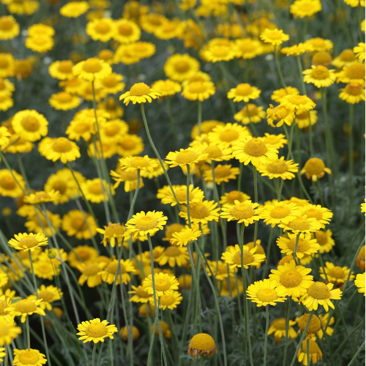 Dyer's Chamomile