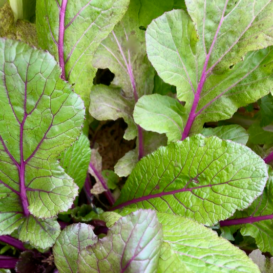 Vibrant Joy Mustard