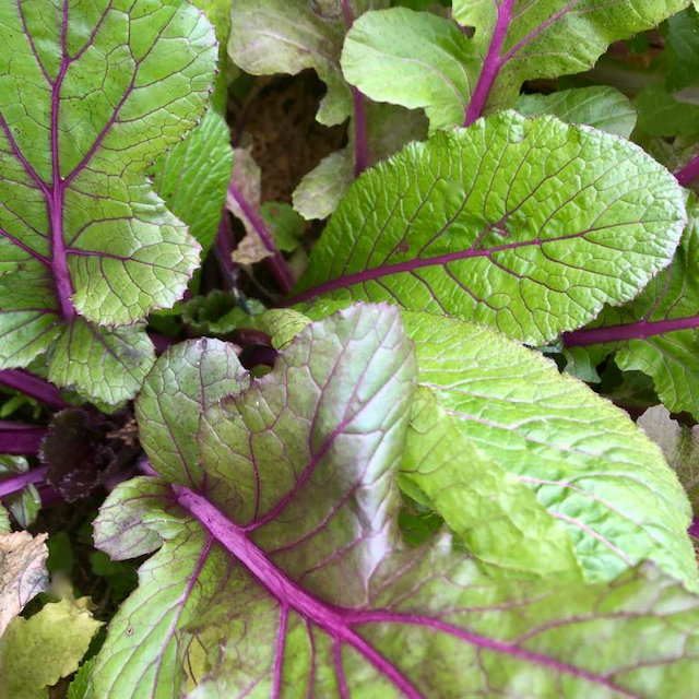 Vibrant Joy Mustard