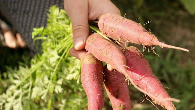 Dragon Carrot - Yellow Core Variation