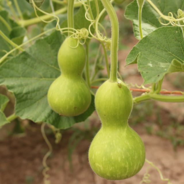 Hopi Origin Rattle Gourd
