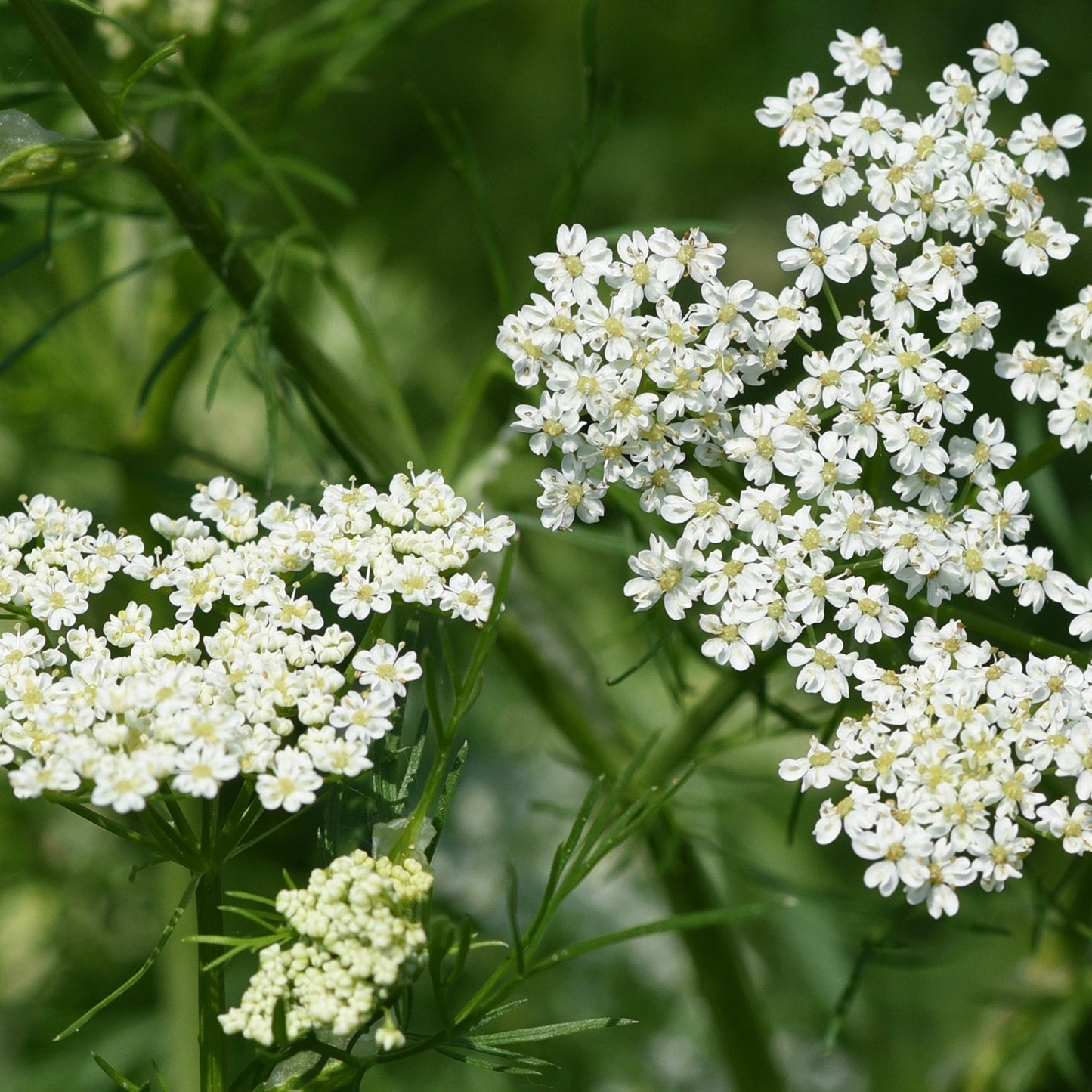 Anise Seed (Pimpinella anisum)