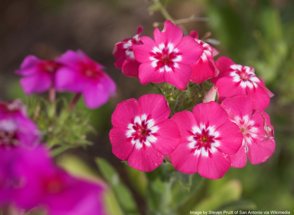 Phlox, Annual (Phlox drummondii)