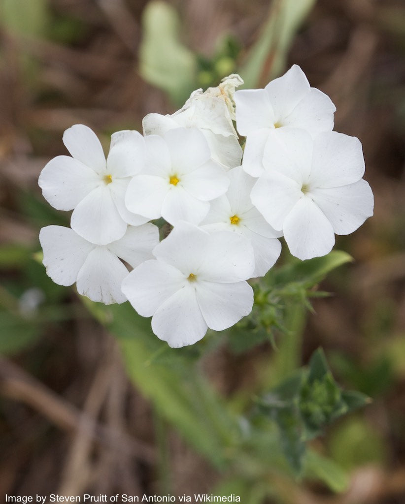 Phlox, Annual (Phlox drummondii)