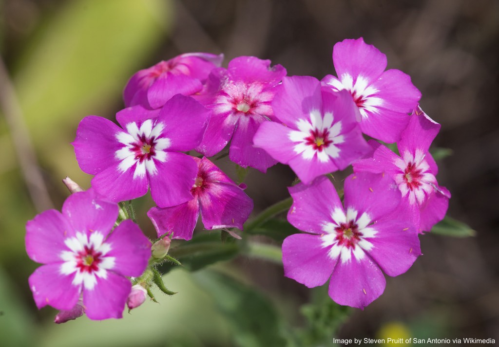 Phlox, Annual (Phlox drummondii)