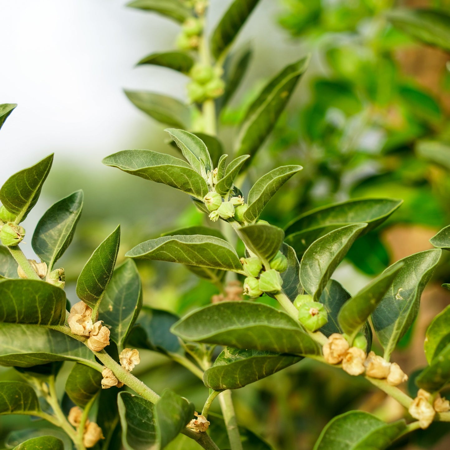 Ashwagandha (Withania somnifera)