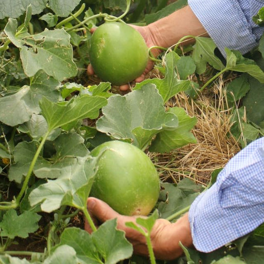 Hopi Origin Titus Cantaloupe