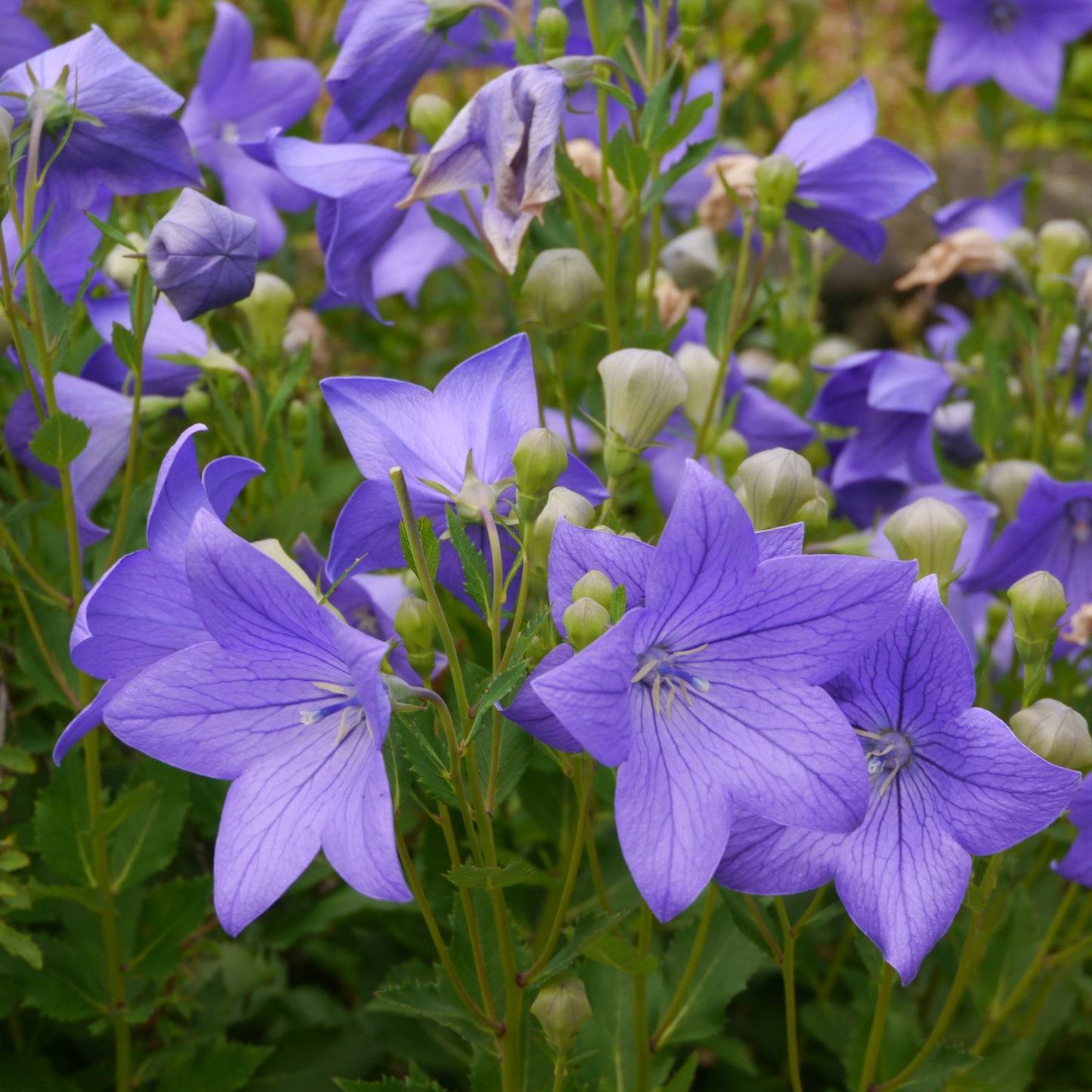 Balloon Flower (Platycodon grandiflorus)