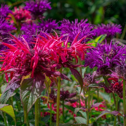 Bee Balm, Mix (Monarda fistulosa)