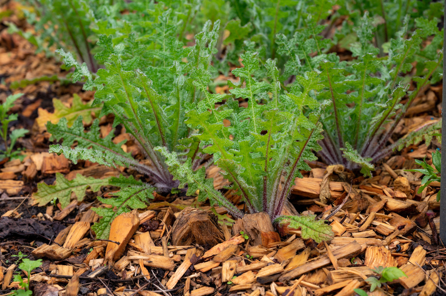 Thistle, Blessed (Cnicus benedictus)