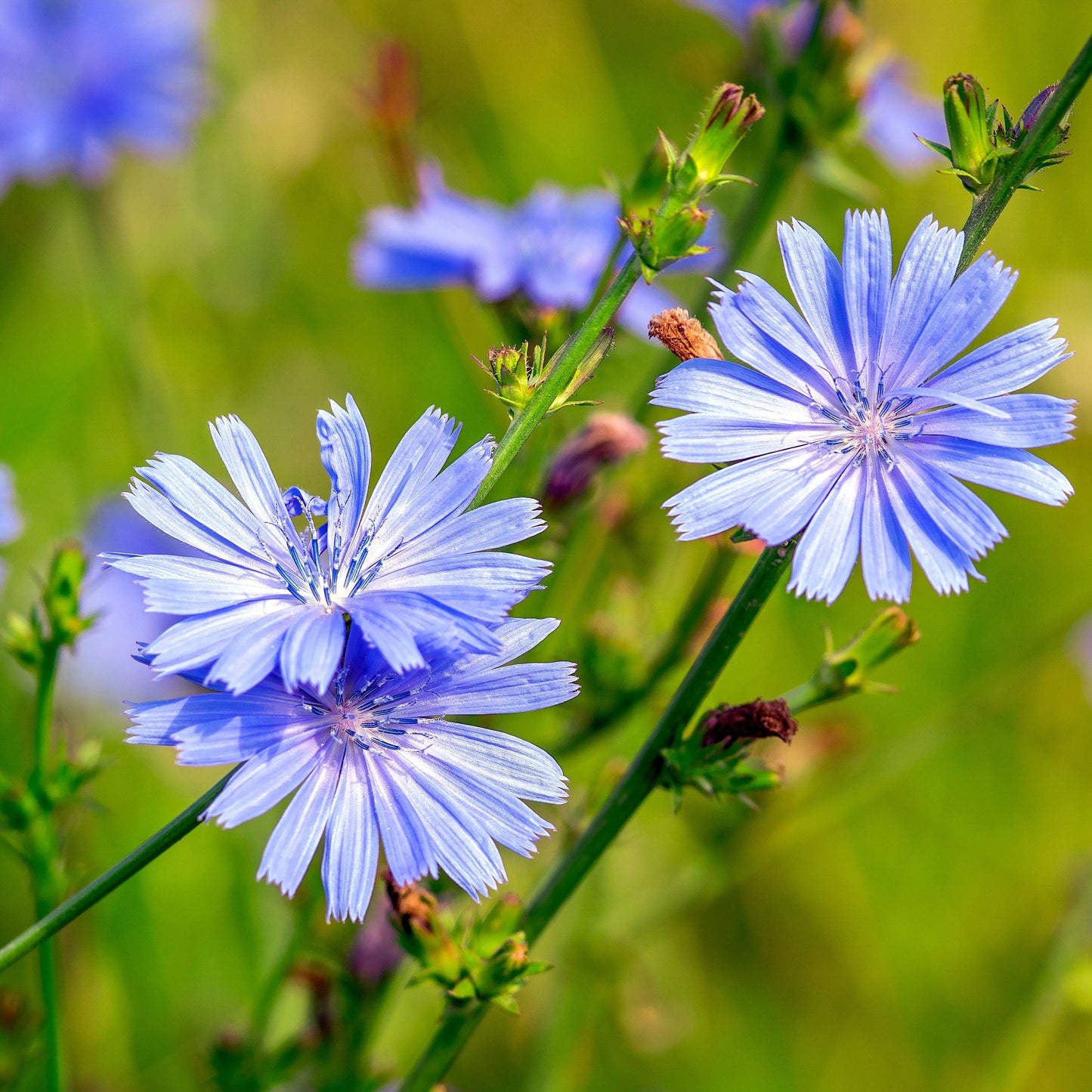 Chicory, Wild (Cichorium intybus)