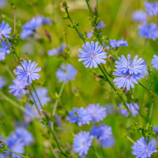 Chicory, Wild (Cichorium intybus)