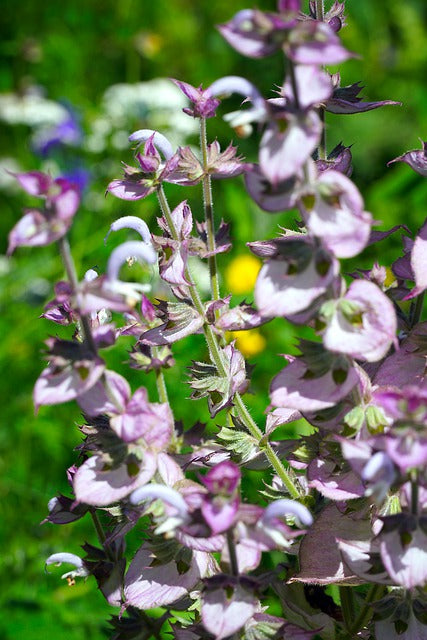 Clary Sage