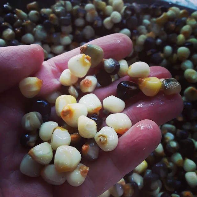 Blue Rainbow Corn Landrace