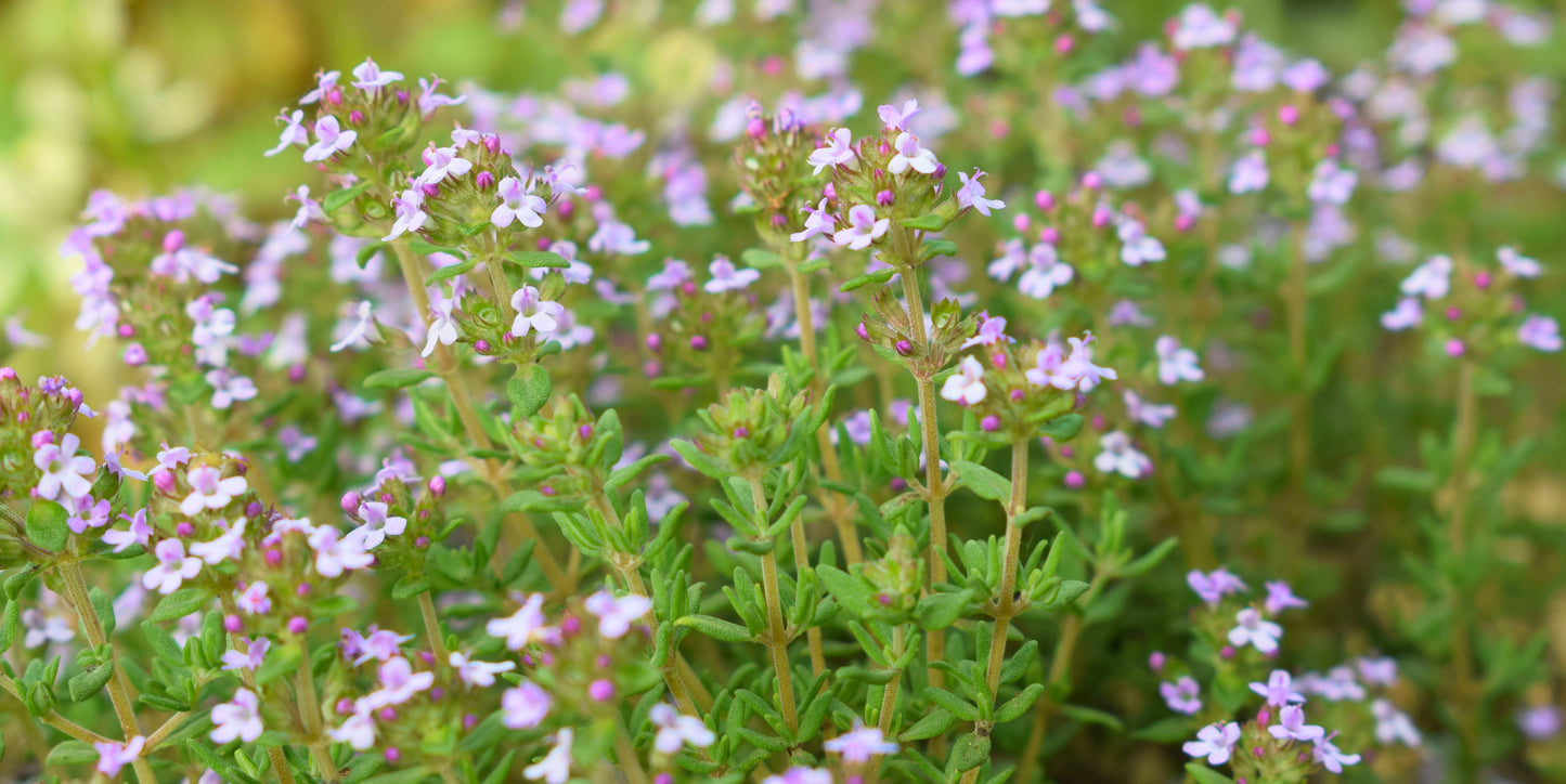 Thyme, English (Thymus vulgaris)