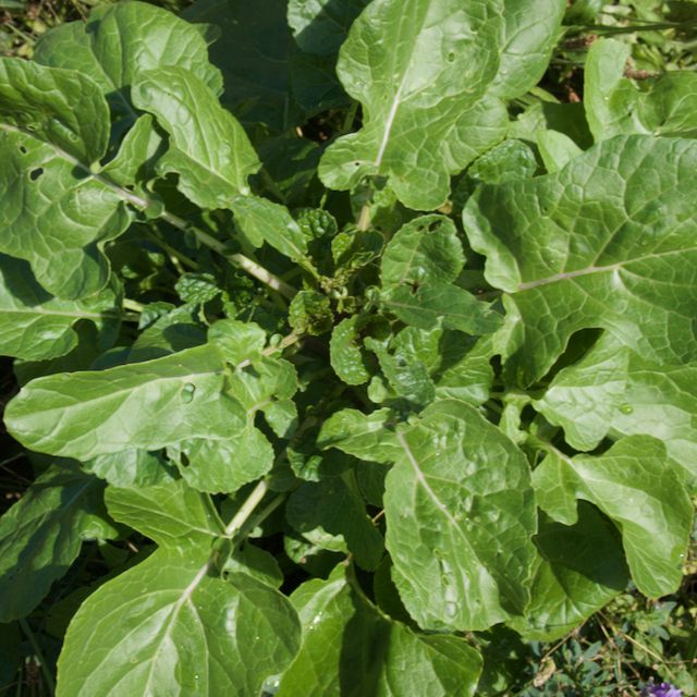 Ethiopian Kale