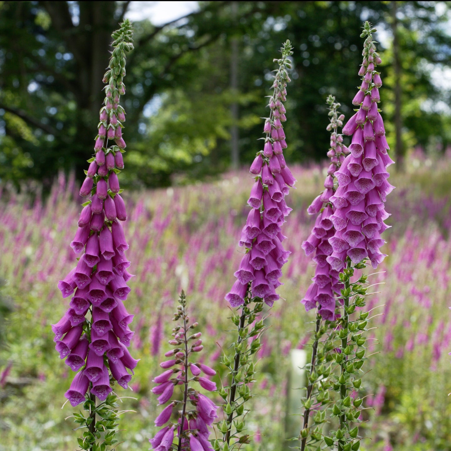 Foxglove, Purple (Digitalis purpurea)